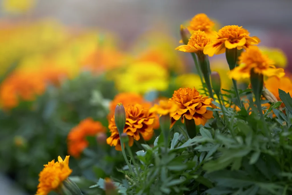 Flowers for Your Engagement Theme -Marigold (Tagetes)