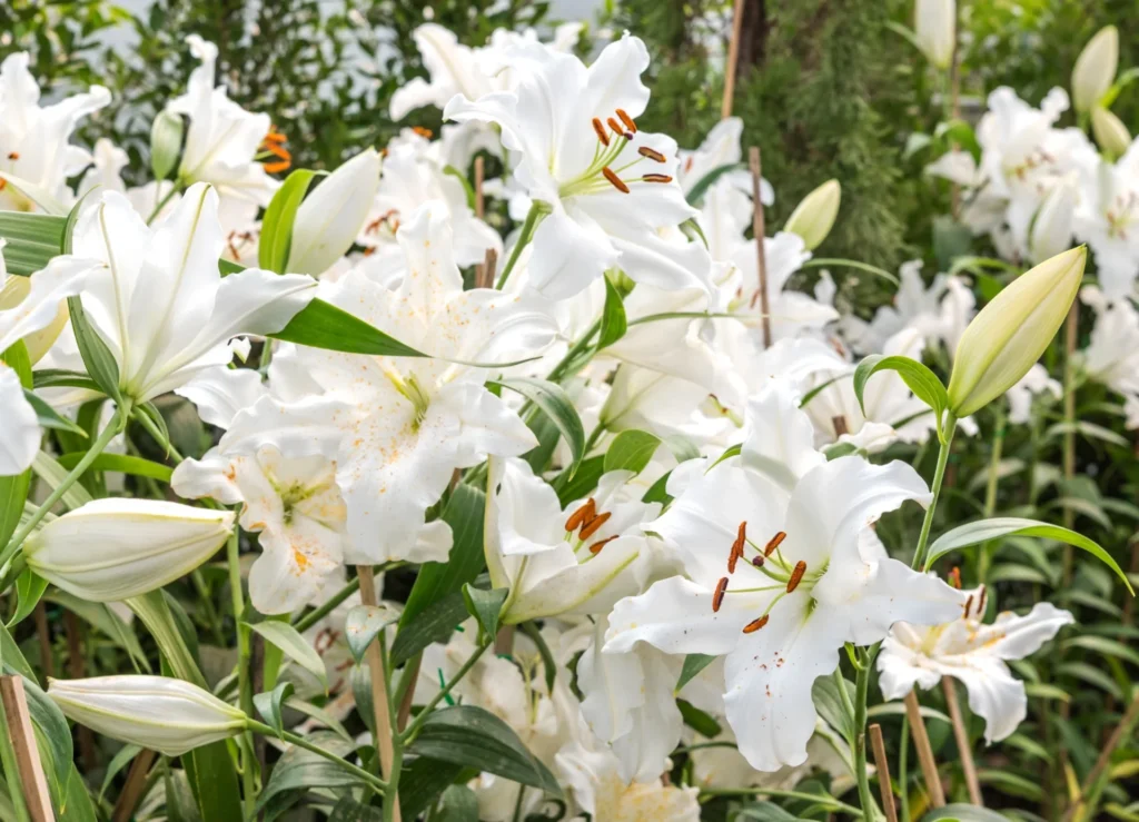 Flowers for Your Engagement Theme - 9. Lilies (Kumudini)