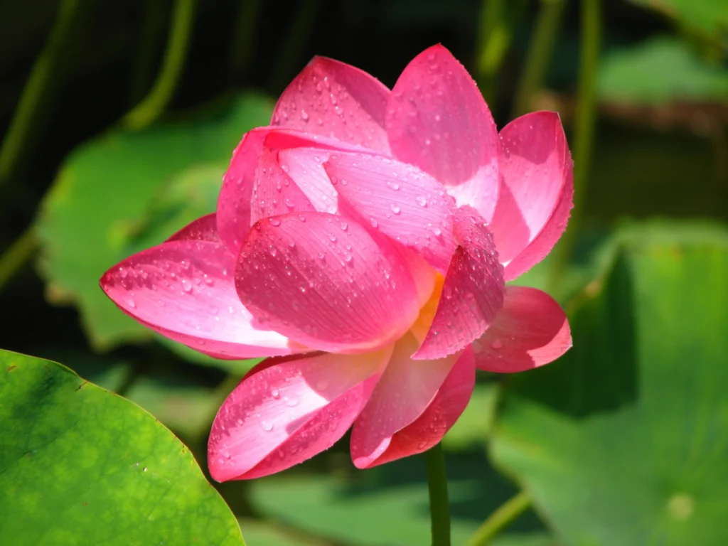 Flowers for Your Engagement Theme - 4. Lotus (Kamal)