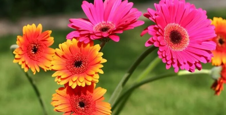 How to Maintain Freshness in Your Phoola Jada - Choose Fresh and Hardy Flowers